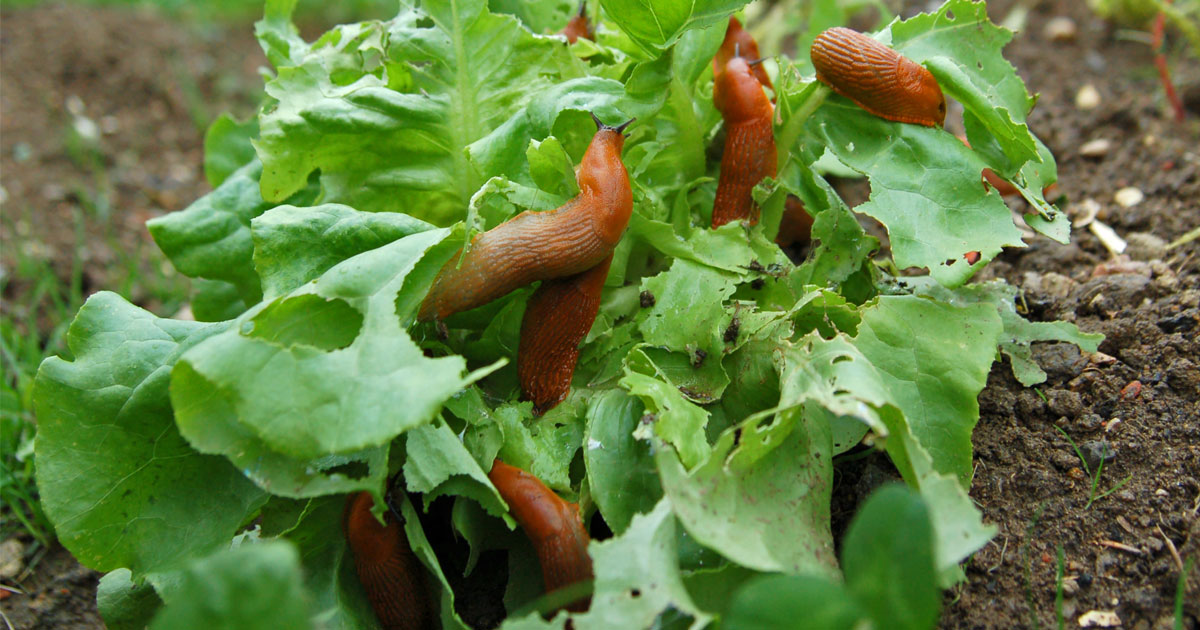 choosing-the-right-slug-and-snail-product-for-you