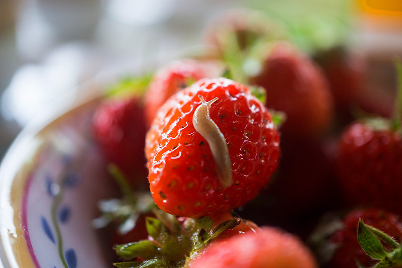 Effective controls keep slugs and snails away from garden produce.
