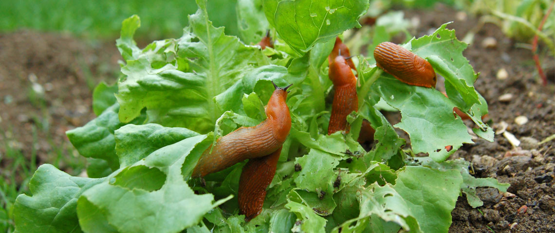 A group on slugs feeding on leaves.