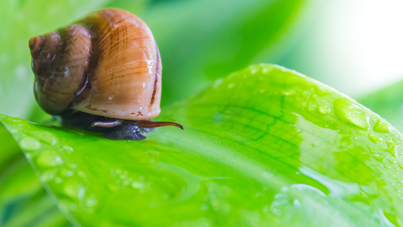 Rain-resistant controls offer long-lasting protection against slugs and snails who may destroy crops.