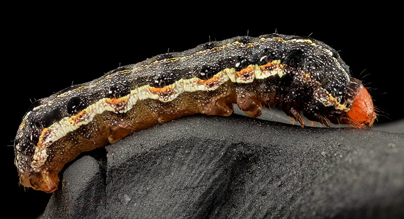 southern-army-worm