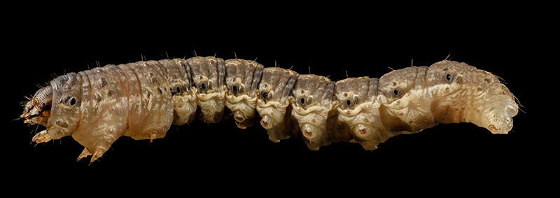 agrotis-ipsilon-black-cutworm