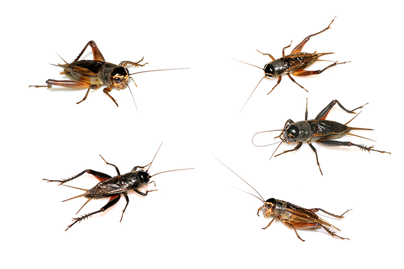crickets