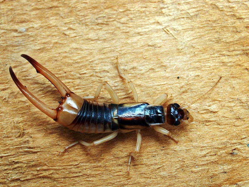 adult-male-labidura-riparia-earwig