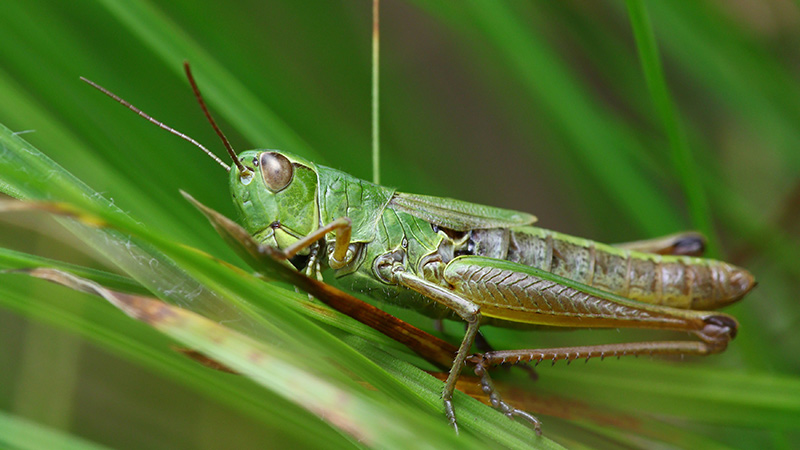 green-grasshopper