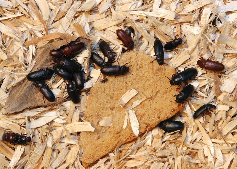 mealworm-darkling-beetle