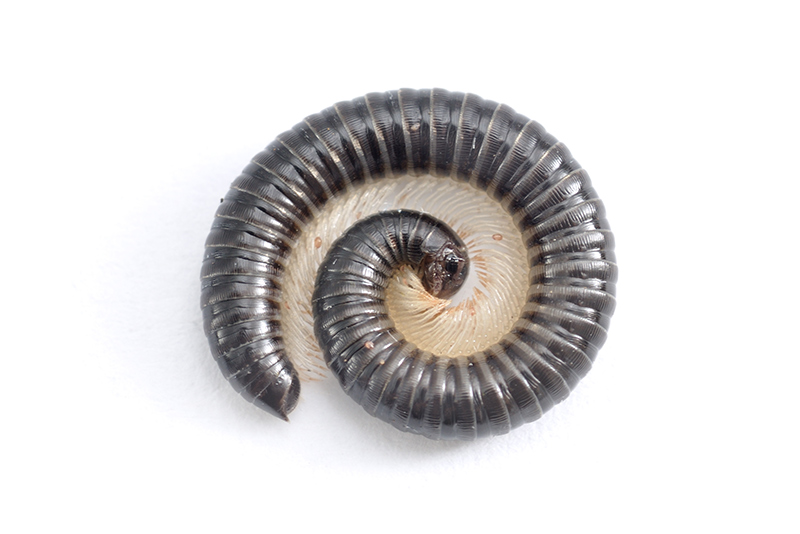 coiled-millipede
