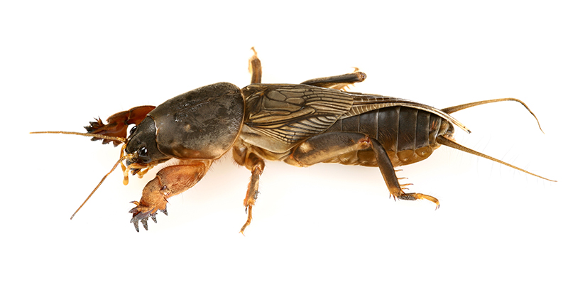 mole-cricket