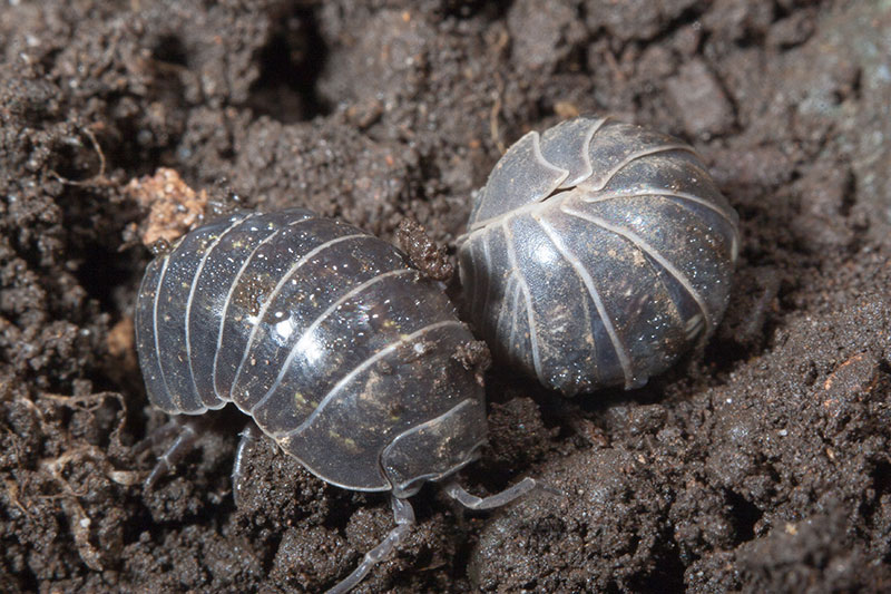 pillbug-roly-poly-in-dirt
