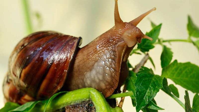 Slug