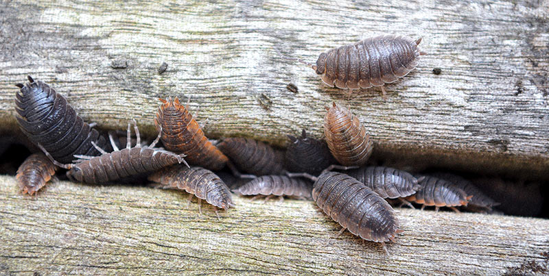 sowbugs