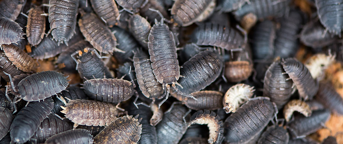 mass-of-rough-woodlice