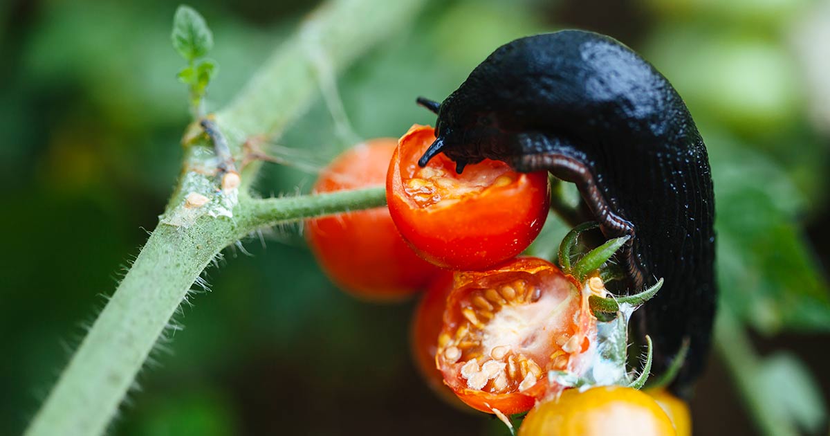 How to Get Rid of Slugs and Snails in the Garden
