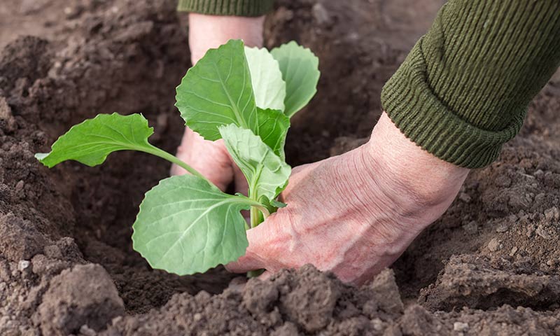 Planting Techniques for Healthy Cabbage Seedlings