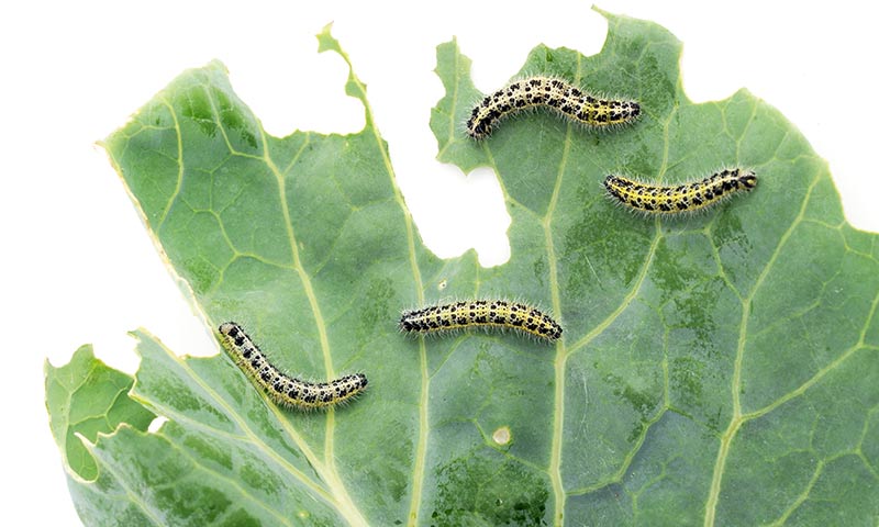 Pest Is Eating Holes In My Plant Leaves