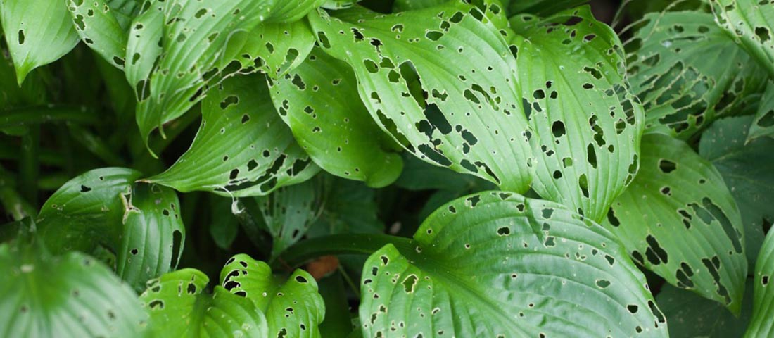 What Pest Is Eating Holes in My Plant Leaves?