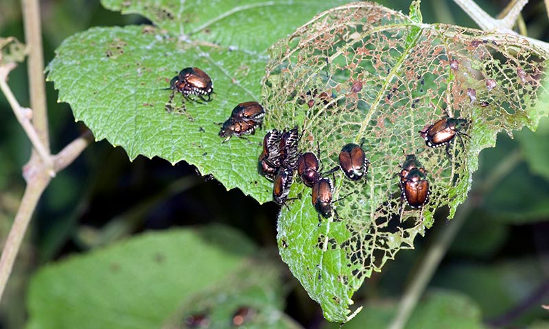 Pest Is Eating Holes In My Plant Leaves