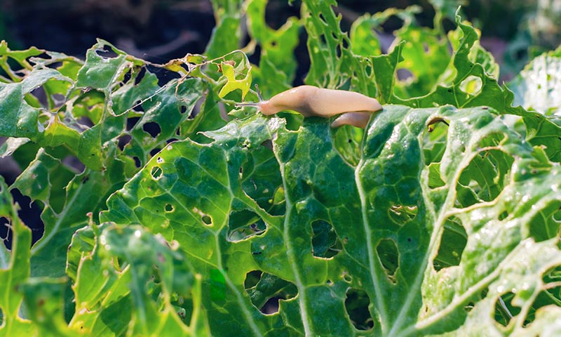 Pest Is Eating Holes In My Plant Leaves