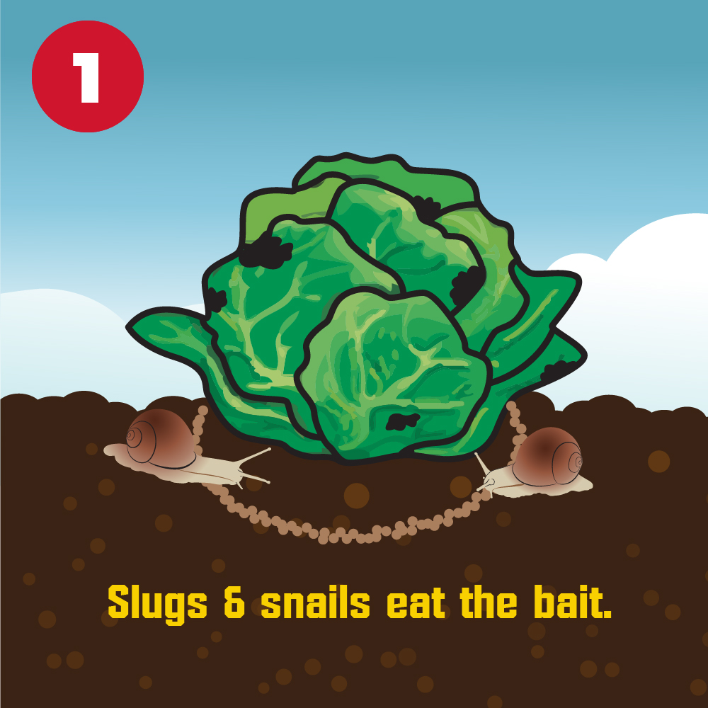 Corry's Slug & Snail Killer ReadytoUse Pellets